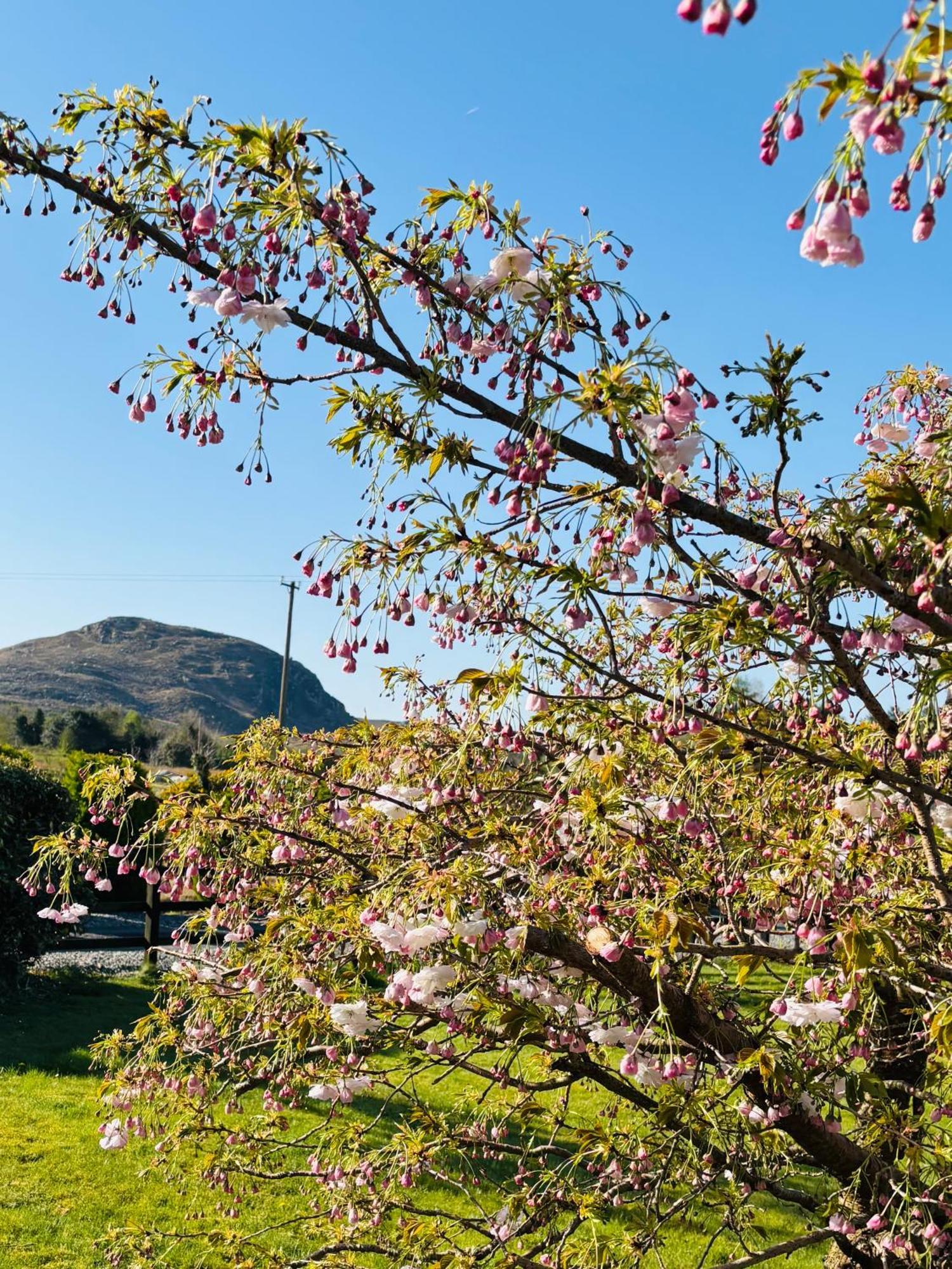 Boyhollagh Hillcrest Farmhouse Bed & Breakfast المظهر الخارجي الصورة
